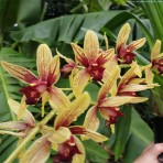 Cymbidium Ma-rid x Grammatophyllum Yuan Nan Tiger Flowering Size